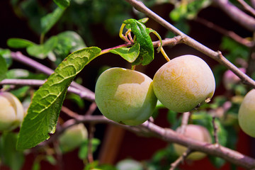 Green unripe plums on the plum tree.