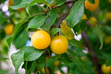 Mature yellow cherry plum (Prunus cerasifera)