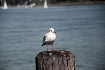 Möwe auf Holzpfeiler 
