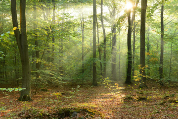 Obraz premium Morning in the forest