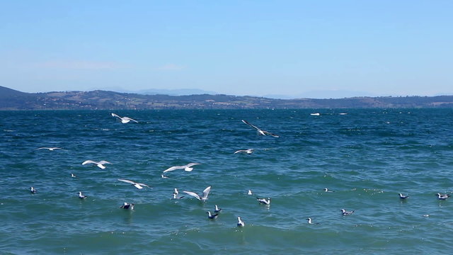 Many seagulls are flying on the sea and then decide to land on the water
