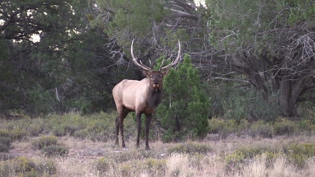 Rutting Bull Elk Bugling