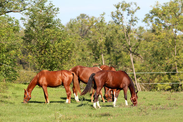 Obraz premium Group of young stallion grazing on summer pasture rural scene