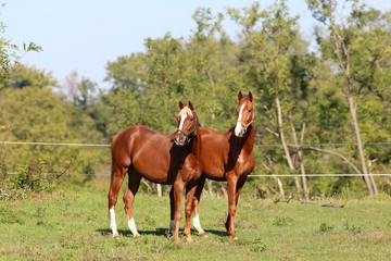 Two curious youngster horse standing on pasture