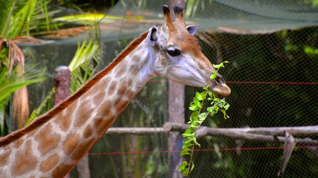 adult giraffe eating leaves in public zoo walking into sun shade