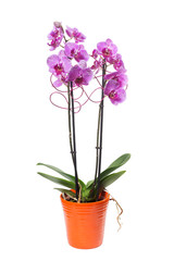 Naklejka na ściany i meble pink orchids phalaenopsis in flowerpot and decoration