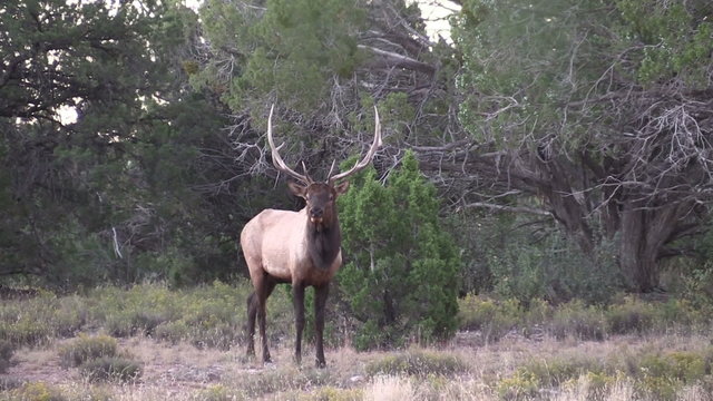 Rutting Bull Elk Bugling