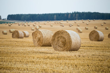 Hay bales on the field after harvest