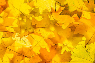 Fototapeta na wymiar Gold maple leaves