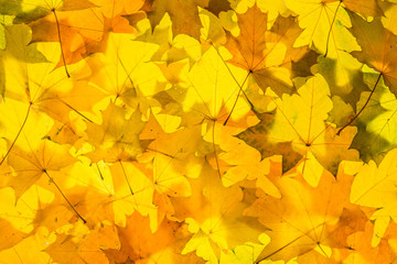 Naklejka na ściany i meble Gold maple leaves