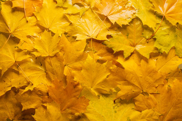 Naklejka na ściany i meble Gold maple leaves