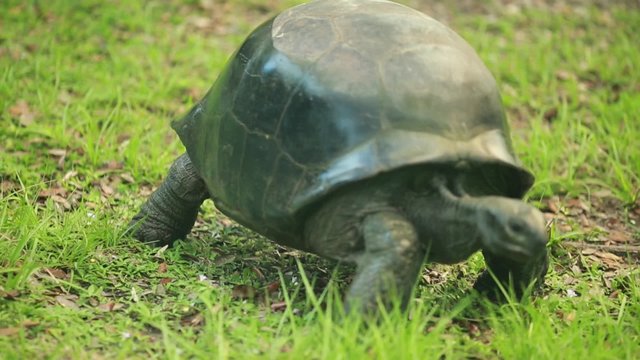 Cool close-up of a big turtle walking in the grass