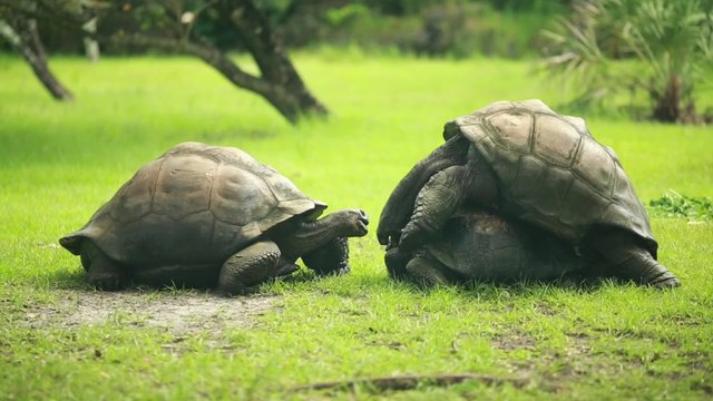 Three big turtles in the grass, two of them are mating