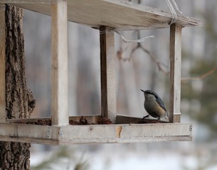 Поползень на кормушке зимой