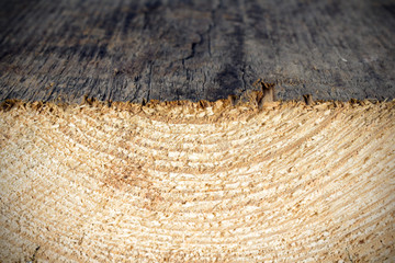 closeup of a growth rings