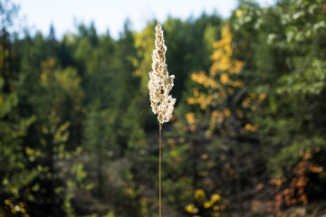 dry grass in the sunshine on the forest background