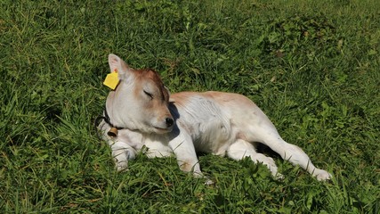 Naklejka na ściany i meble Cute calf sleeping on a green meadow