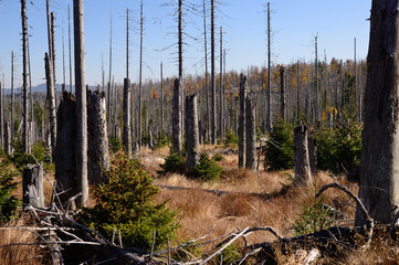 Borkenkäfer-Schaden im Bayerischen Wald