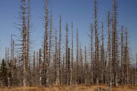 Borkenk&auml;fer-Schadwald im Naturschutzgebiet Bayerischer Wald