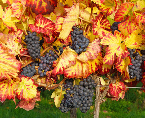 Vineyard with red Wine in Autumn