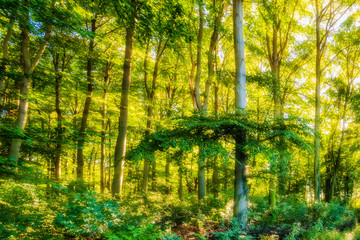 Obraz premium Mystical Forest