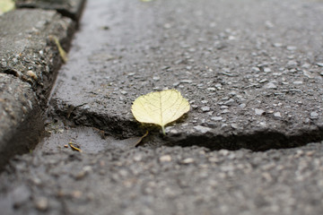 Yellow leaf on asphalt