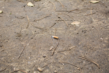 A lit cigarette on the ground in the park. Around cigarette are pine tree needles.