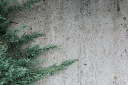 Evergreen Conifer Against A Textured Grey Wall