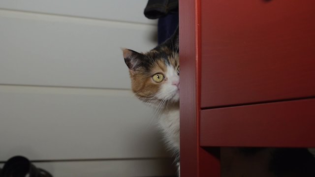 gato escondido
