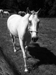 Portrait of Lipizzaner stallion