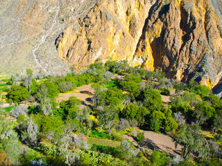 Green oasis on the bottom of Colca Canyon in Peru