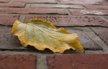autumn leaves