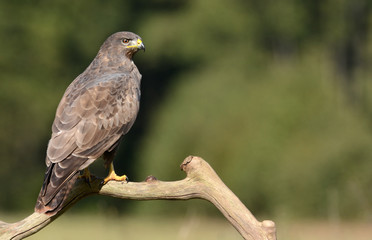 Common buzzard (Buteo buteo)