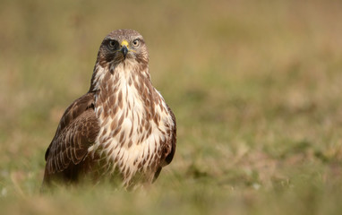 Common buzzard (Buteo buteo)