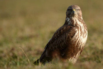Common buzzard (Buteo buteo)