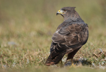 Common buzzard (Buteo buteo)