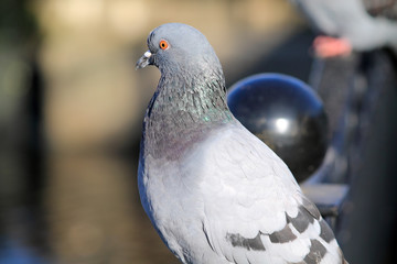 птица на заборе 