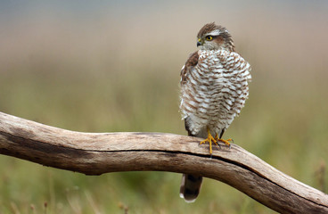 Eurasian sparrowhawk