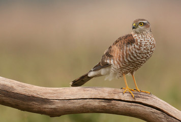 Eurasian sparrowhawk