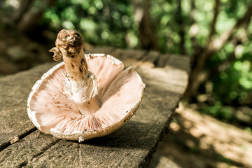 Fresh mushrooms with very shallow depth of field