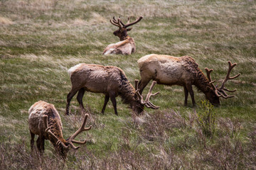 Elk grazing in the grass, Rocky Mountain National Park