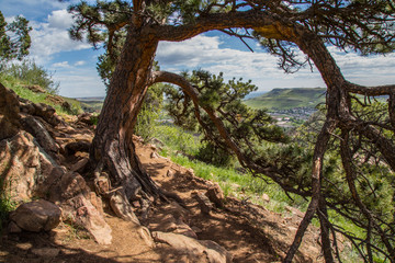 Path Shaded by a pine over looking golden Colorado
