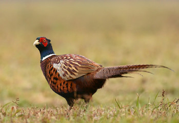 Ringneck Pheasant (Phasianus colchicus)