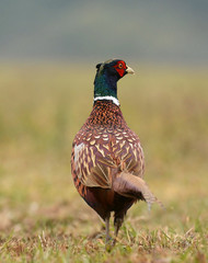 Ringneck Pheasant (Phasianus colchicus)