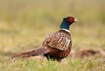 Ringneck Pheasant (Phasianus colchicus)