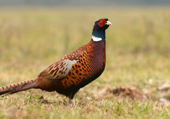 Ringneck Pheasant (Phasianus colchicus)