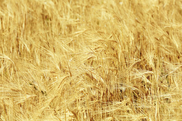 Beautiful summer field