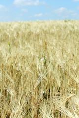 Beautiful summer field