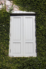 window of a house covered with ivy