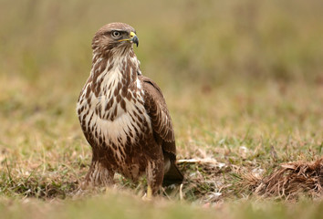 Common buzzard (buteo buteo)